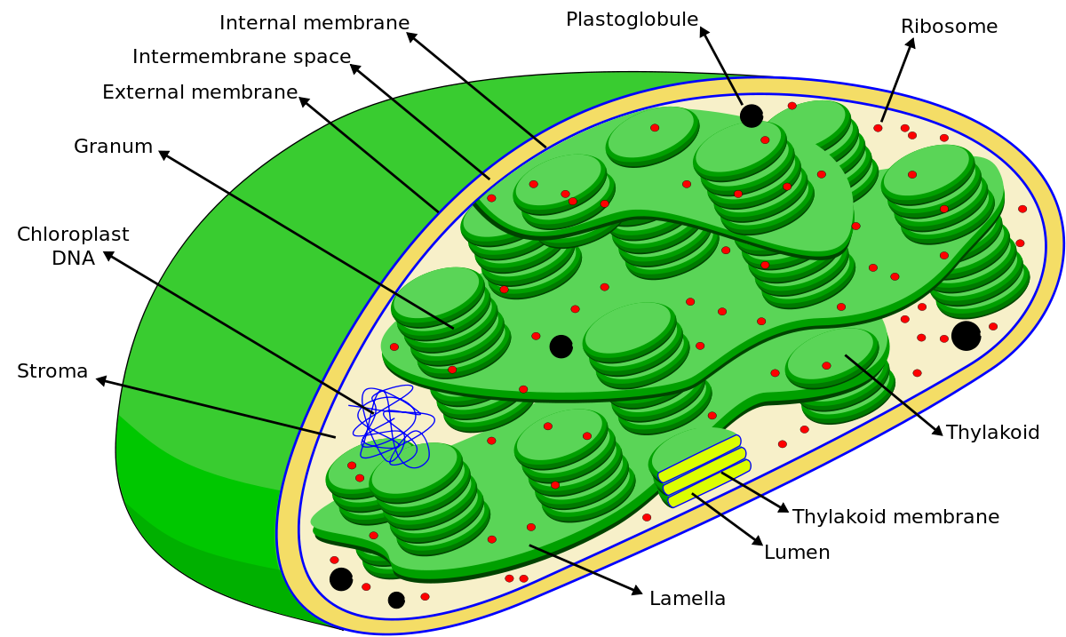 Chloroplast In Plants Chloroplast In Plants