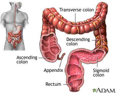 parts of large intestine