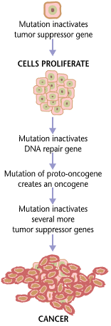 pathology of cancer diagram
