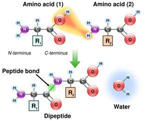 peptide bond formation