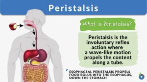peristalsis - definition and example