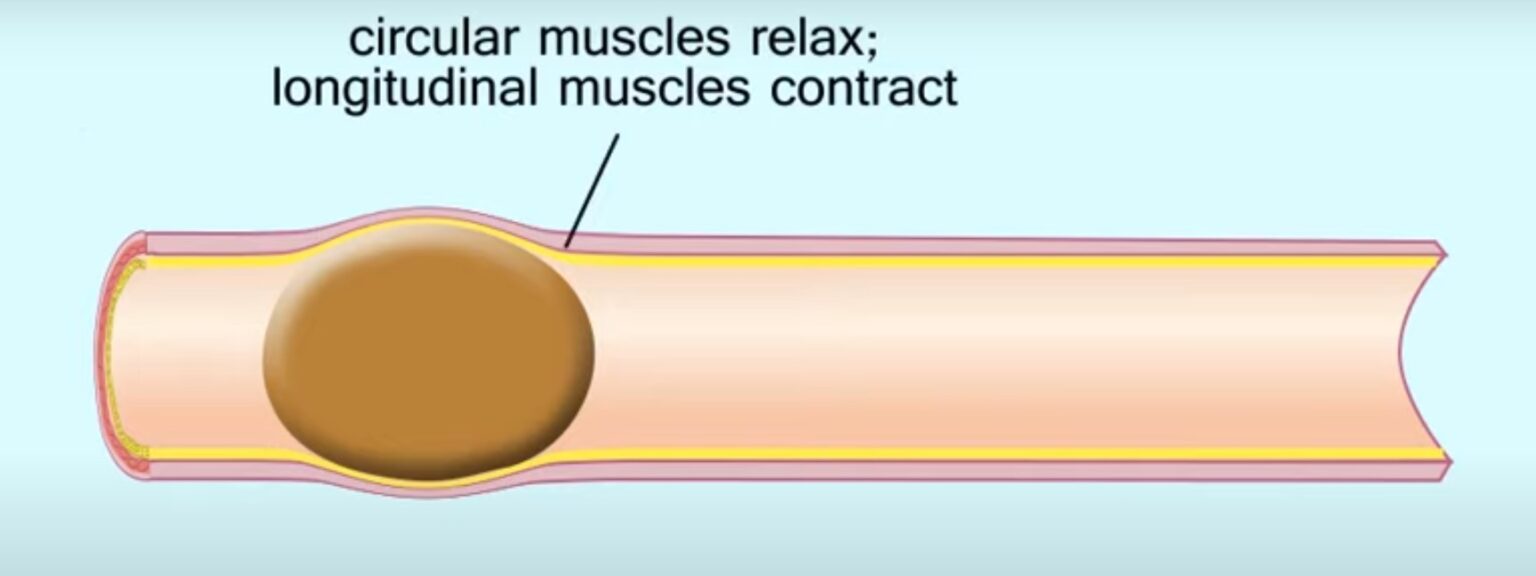 Peristalsis Definition and Examples Biology Online Dictionary