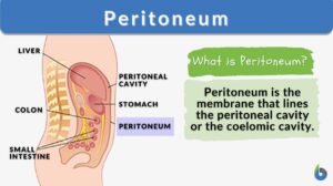 peritoneum definition and example