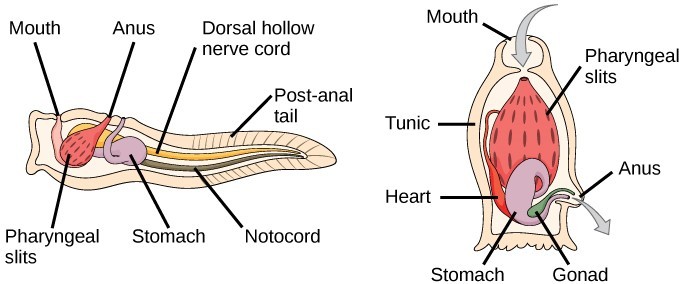 pharyngeal slits