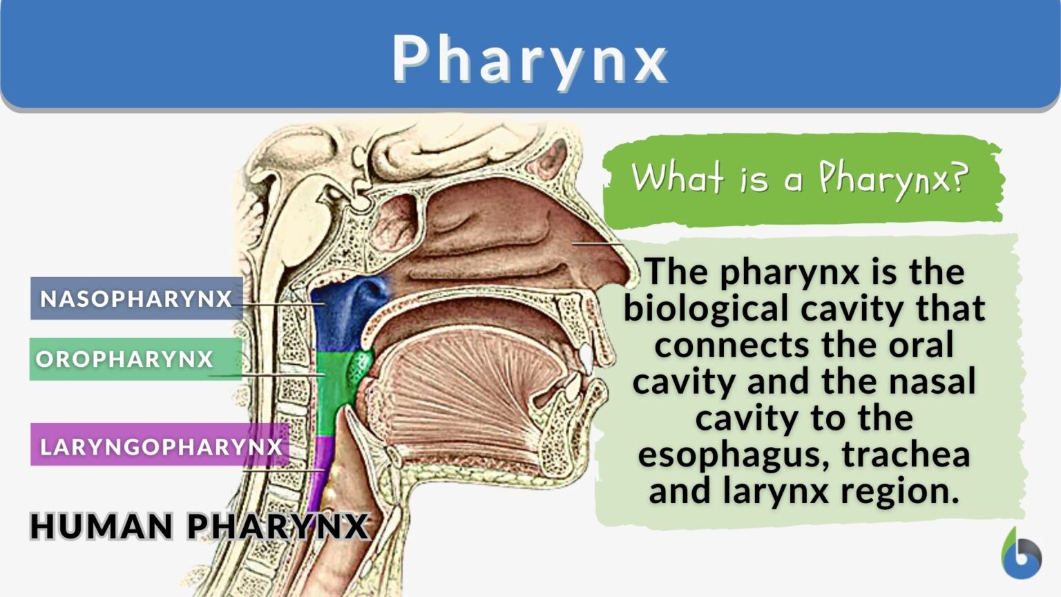 Pharynx Definition and Examples Biology Online Dictionary