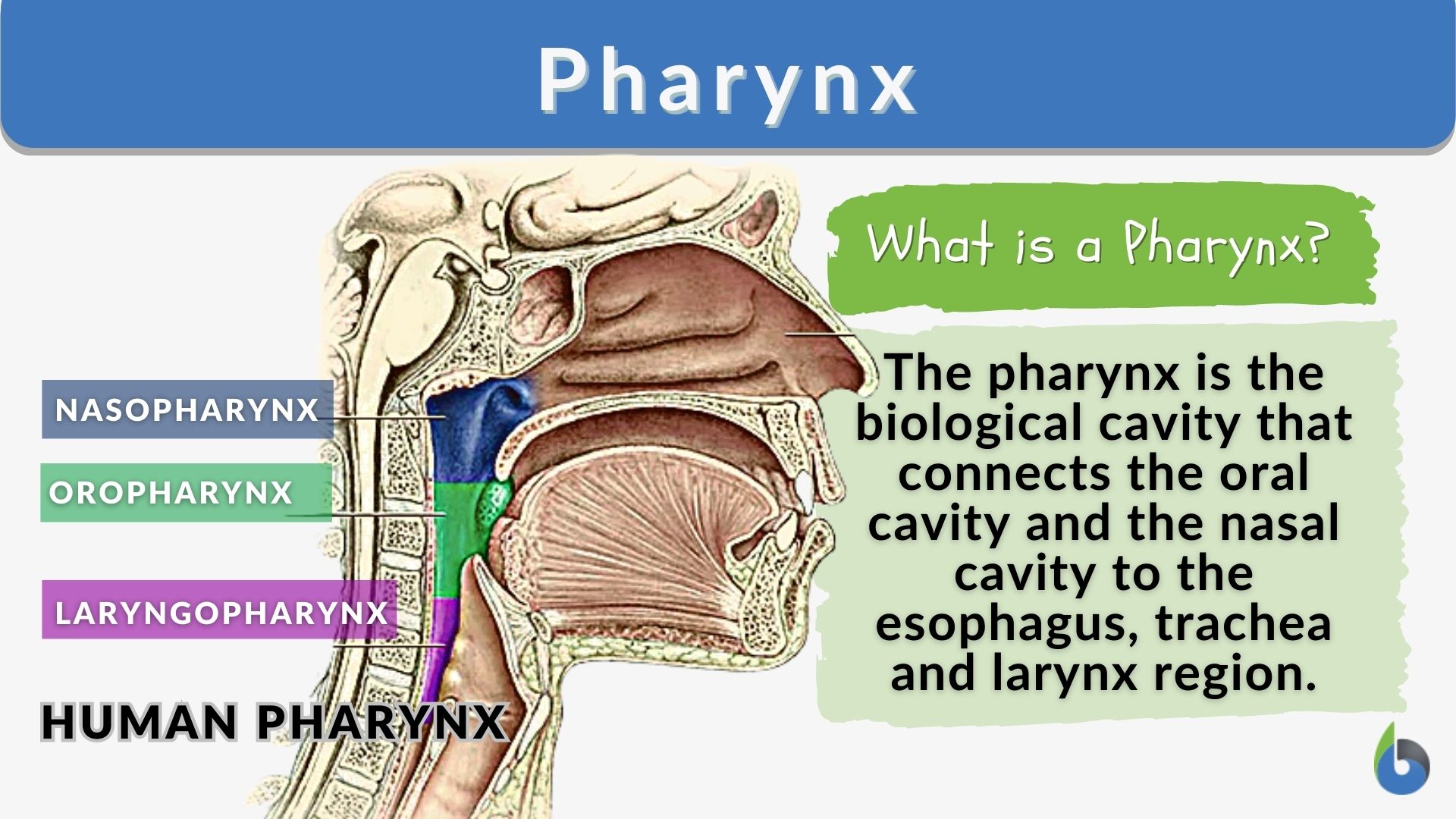 Pharynx Larynx Trachea Esophagus