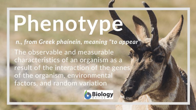 phenotype definition