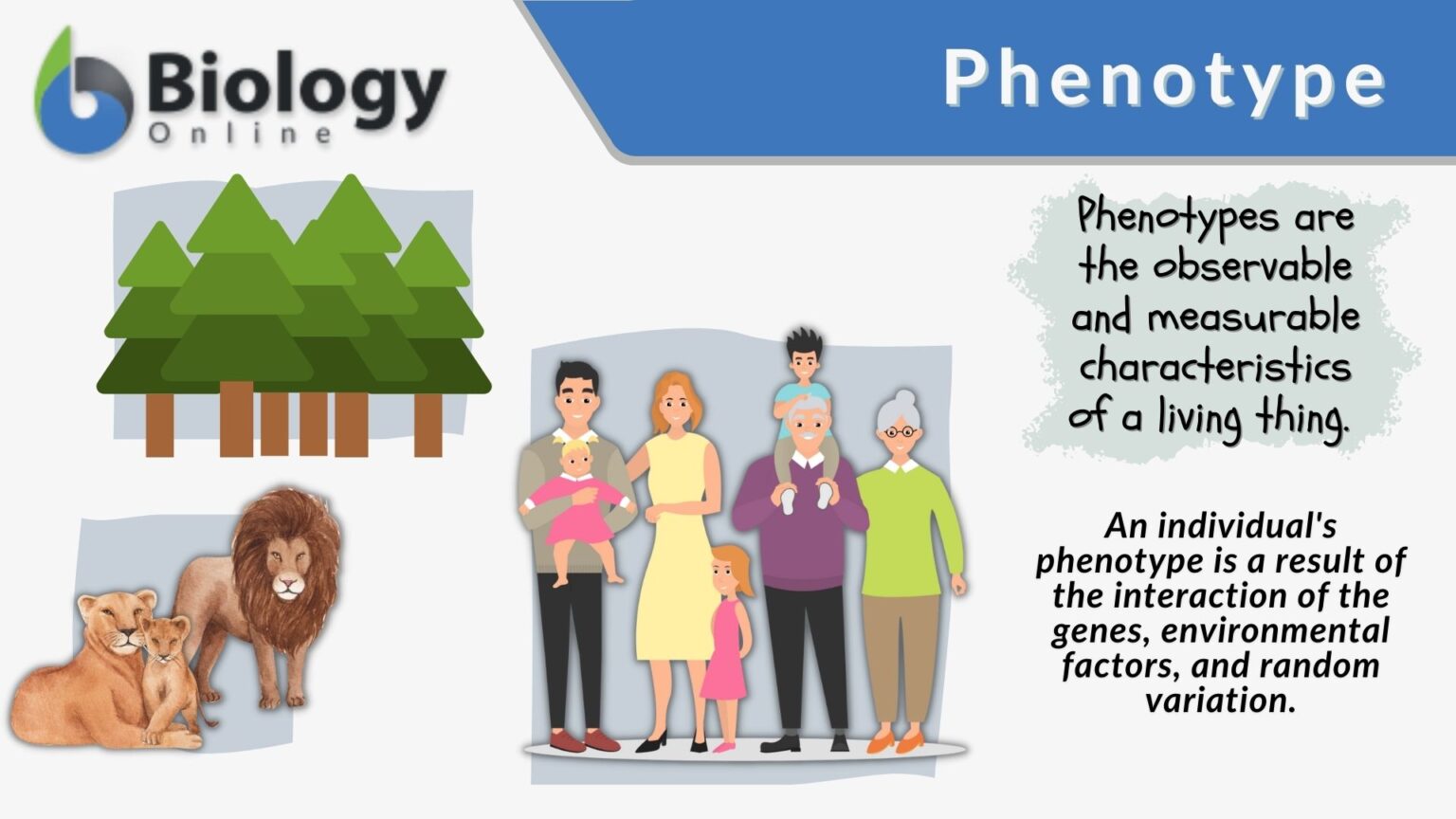 Phenotype Definition and Examples Biology Online Dictionary
