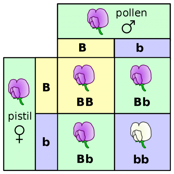 Punnett square showing the relationship between phenotype and genotype