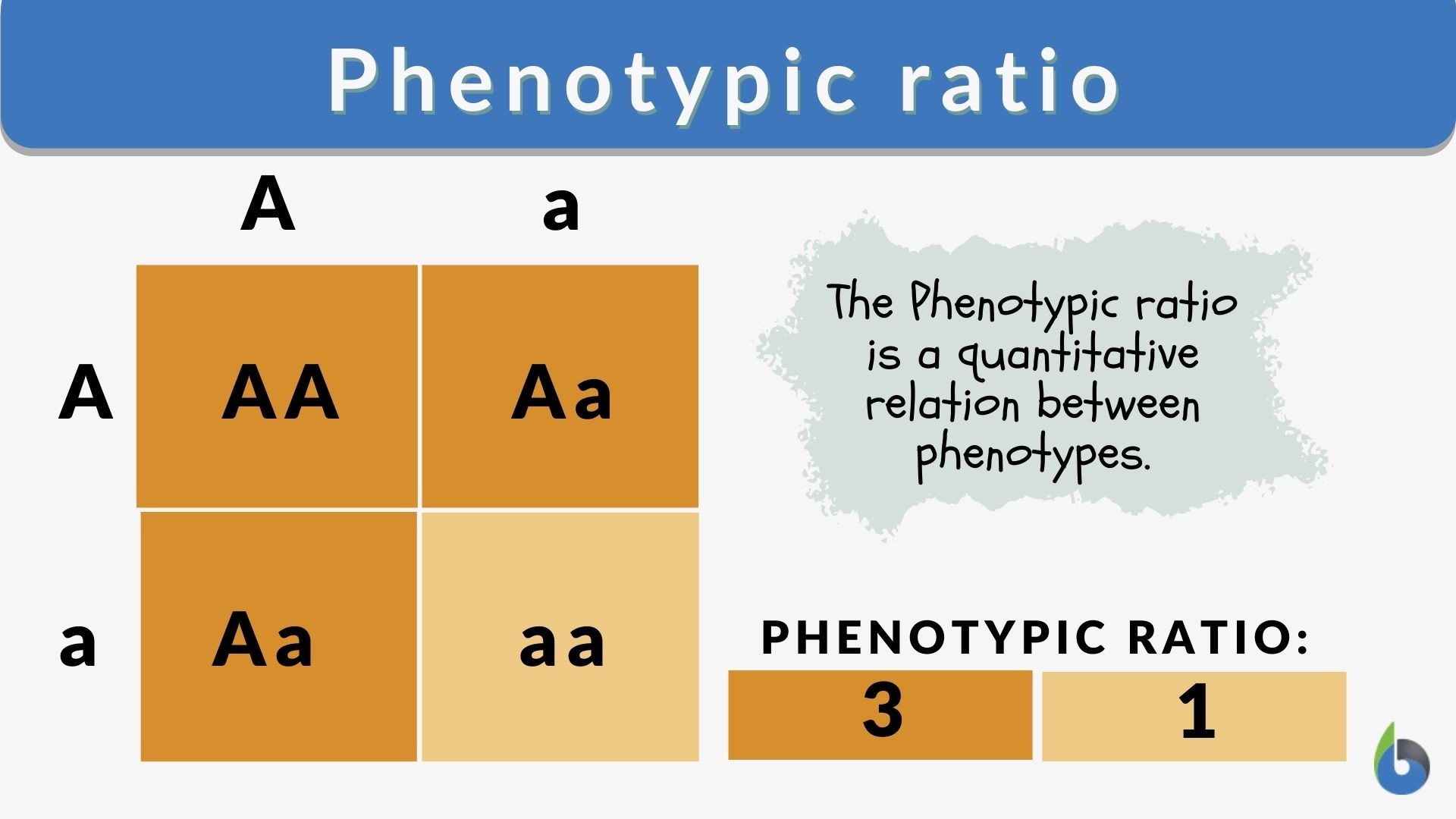 What is the phenotype ratio of HhGg HHGg 