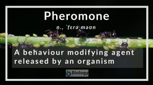 pheromone definition