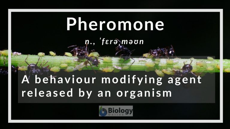 pheromone definition