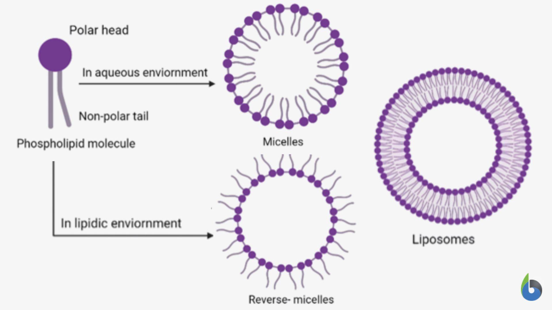 Phospholipid Definition and Examples Biology Online Dictionary
