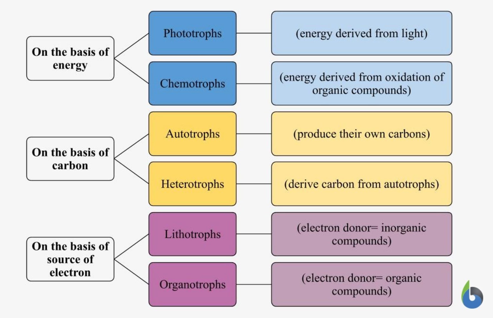 photolithotroph pioneer species features