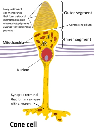 photoreceptor - cone cell - diagram