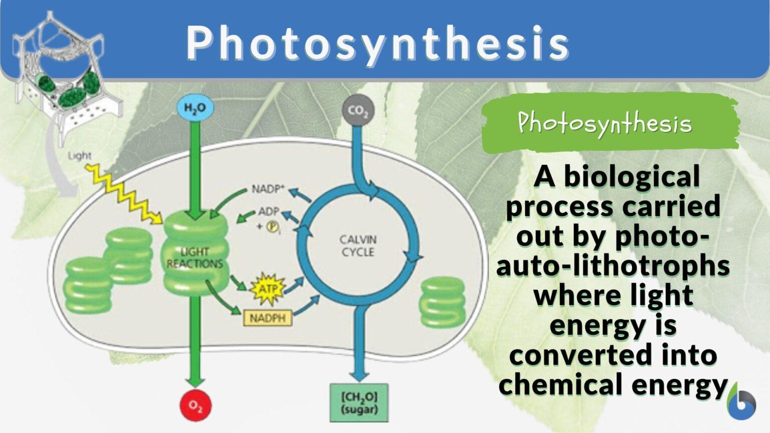 Photosynthesis Definition and Examples Biology Online Dictionary