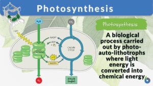 photosynthesis definition and example