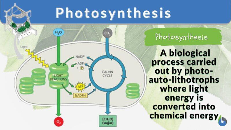 Biosynthesis - Definition and Examples - Biology Online Dictionary