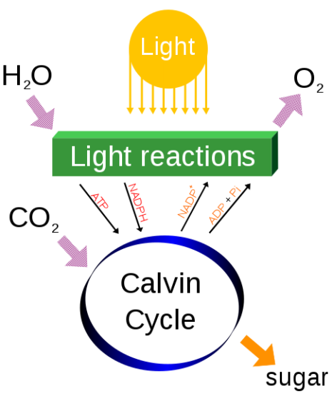 photosynthesis diagram