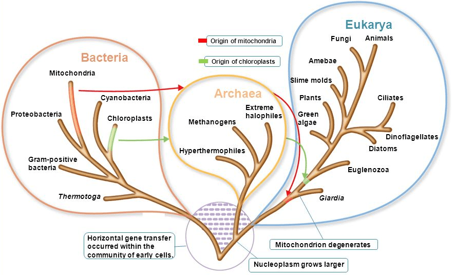 phylogenetic tree