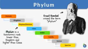 phylum definition