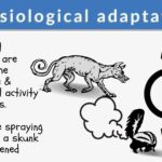 Physiological adaptation - Definition and Examples - Biology Online Dictionary Physiological adaptation - Definition and Examples - Biology Online Dictionary