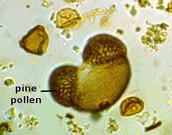pine pollen