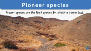 pioneer species definition