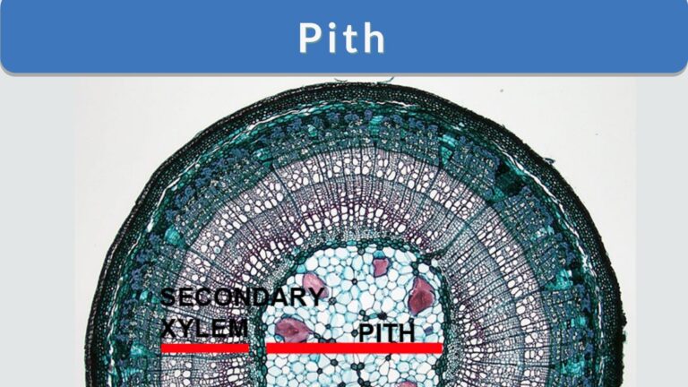 pith definition