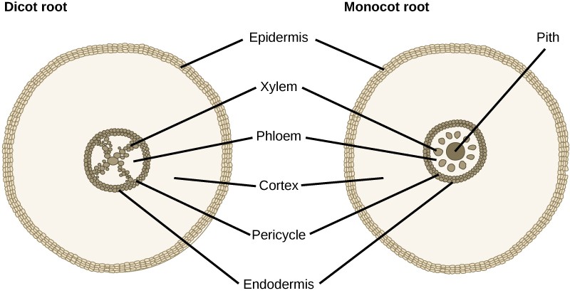 pith on monocot and dicot roots