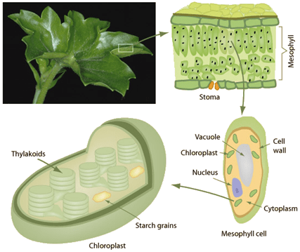 place of chlorophyll reaction