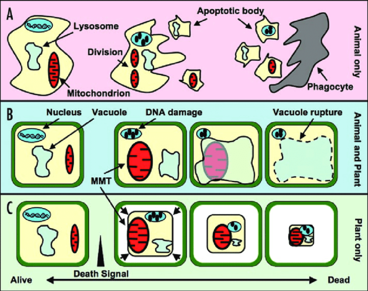 plant cell autophagy by vacuole