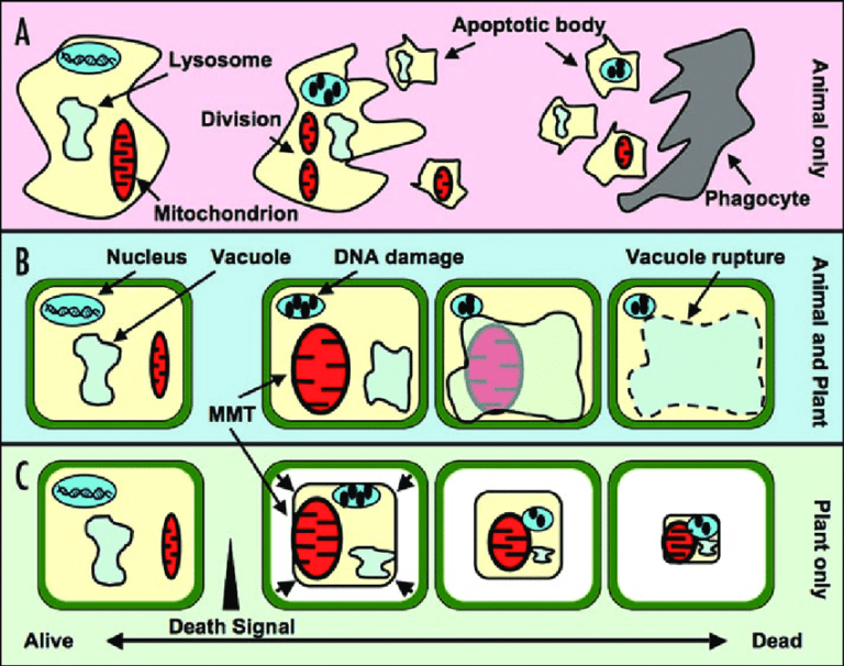 Vacuole Definition and Examples Biology Online Dictionary