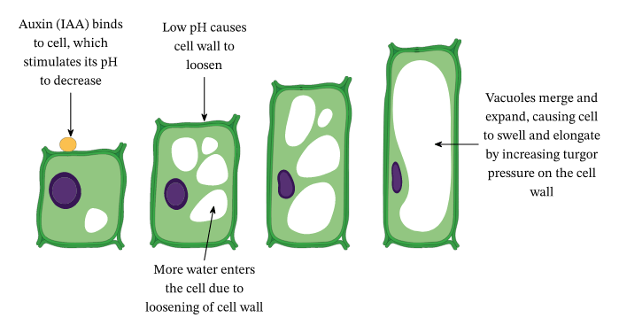 plant cell growth by vacuole