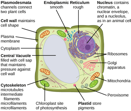 plant cell vacuole