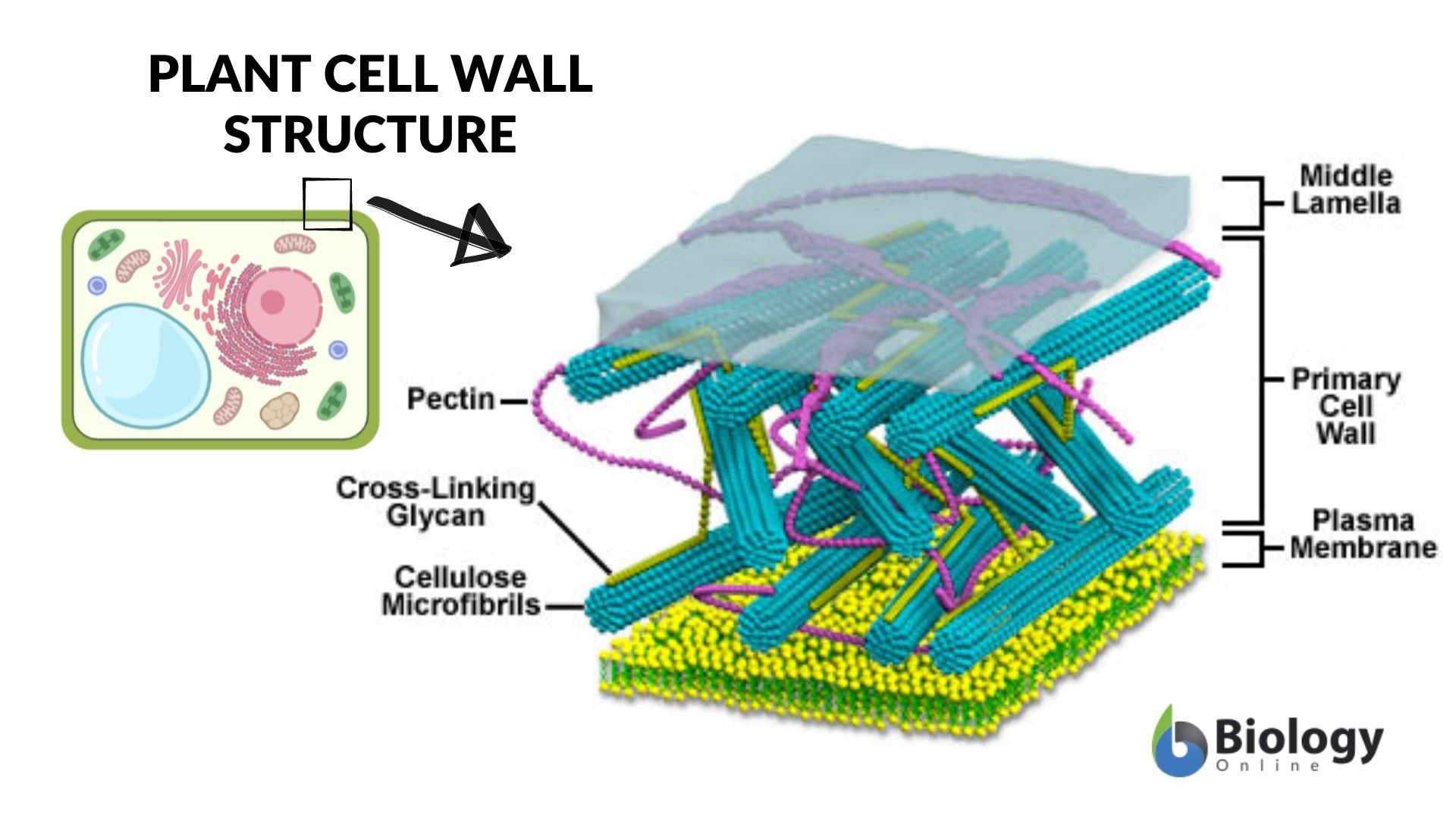 plant cell wall -parts
