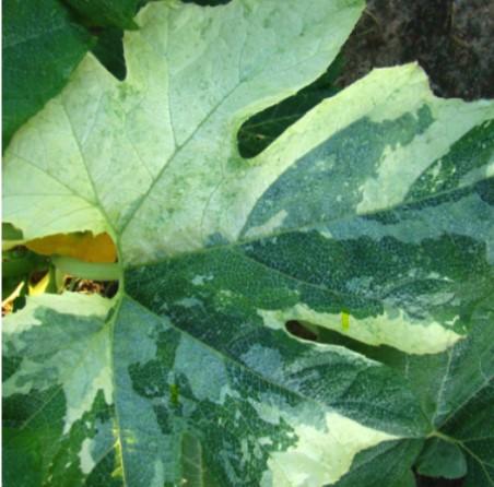 plant chimera - squash