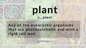 plant definition