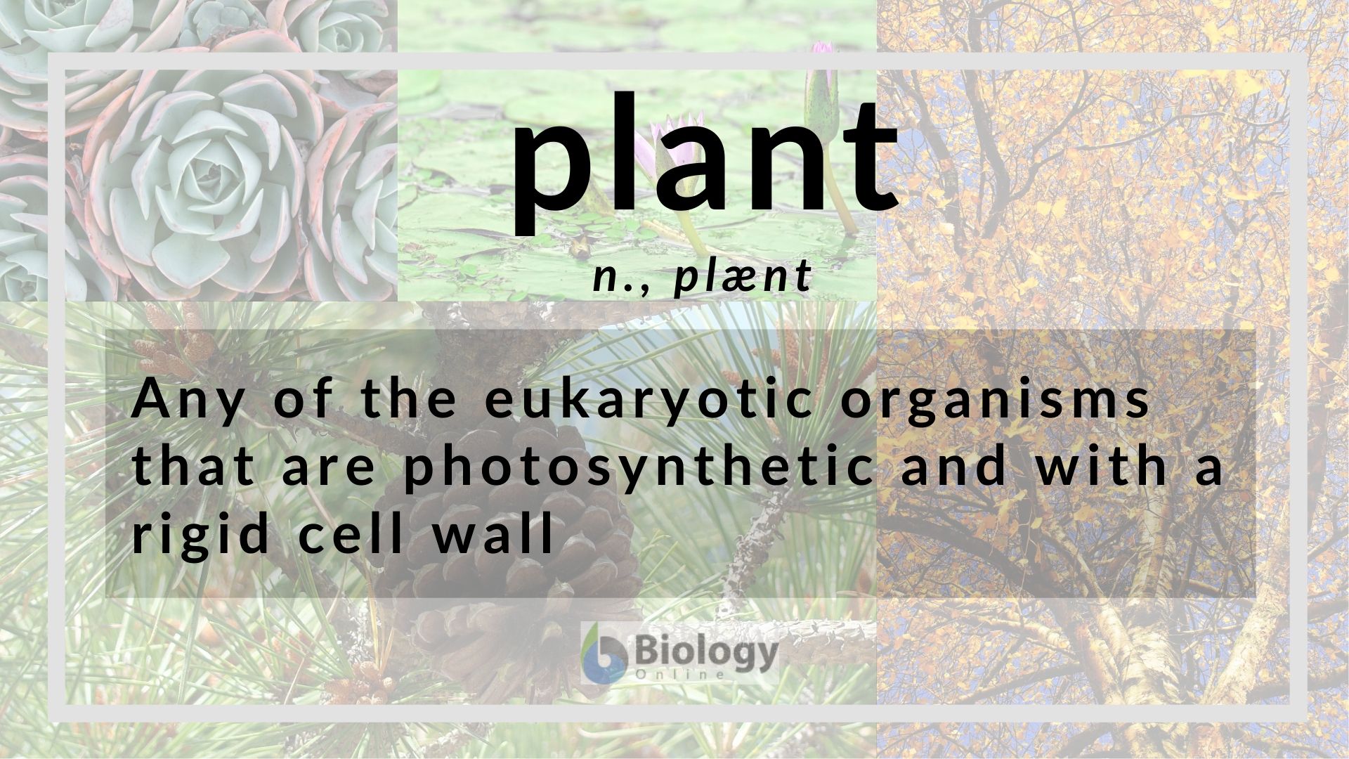 Plant Definition and Examples - Biology Online Dictionary