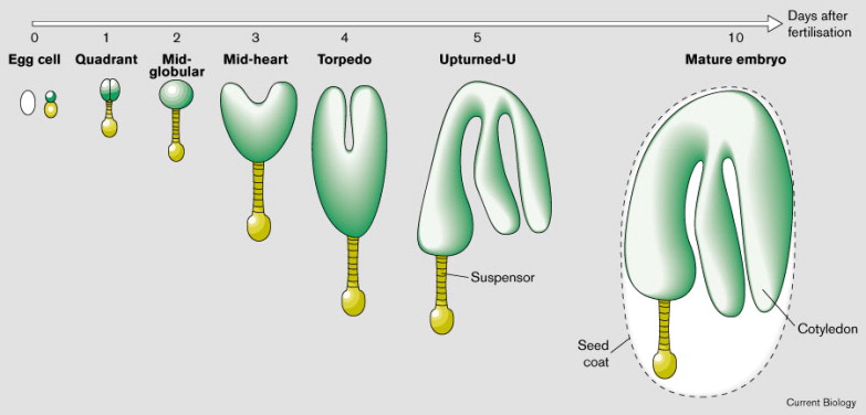 plant embryo
