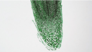 plant meristem