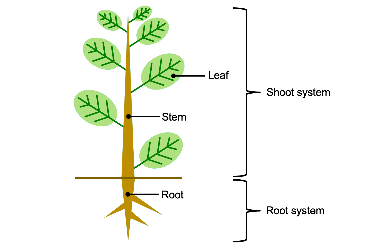 plant organs