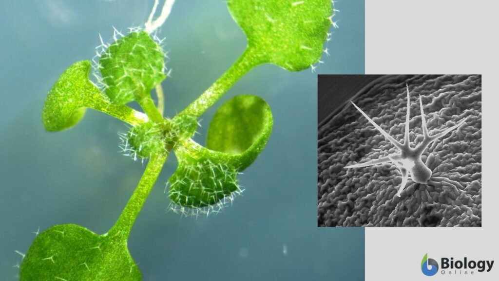 plant trichome