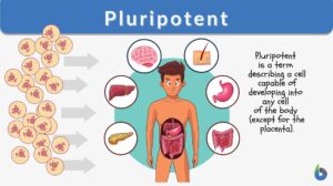 pluripotent definiiton and example
