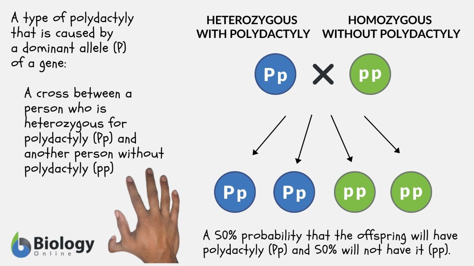 Dominant Definition and Examples Biology Online Dictionary Dominant Definition and Examples Biology Online Dictionary