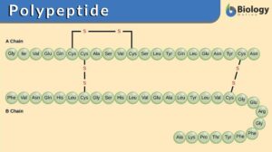 polypeptide definition