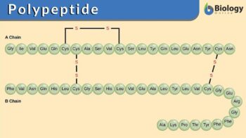 polypeptide definition
