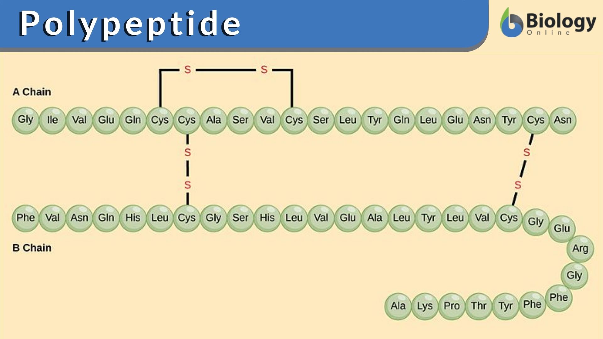 Polypeptide Definition and Examples - Biology Online Dictionary