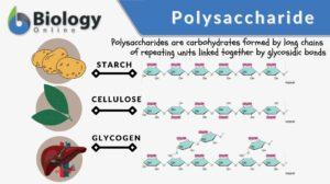 polysaccharide definition and examples