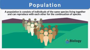 population definition and example